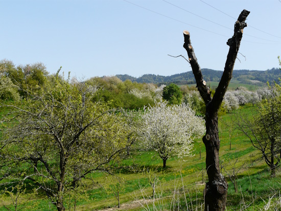 Alte oder teilweise abgestorbene Obstbäume können von Holzbienen als Nistplatz genutzt werden (Bild: © Martin Klatt) Alte oder teilweise abgestorbene Obstbäume können von Holzbienen als Nistplatz genutzt werden (Bild: © Martin Klatt)