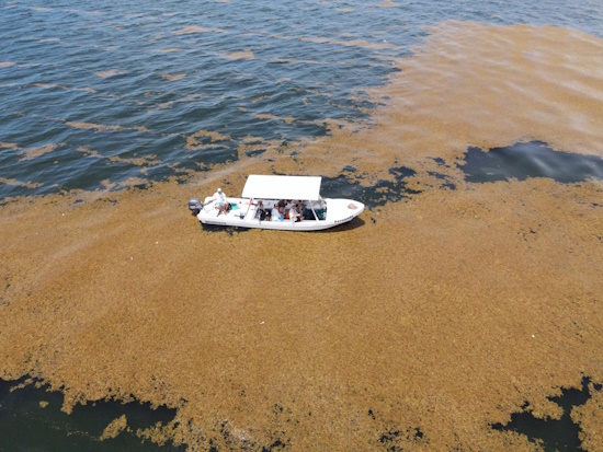 Sargassum - Massenblüte vor Mexiko (Bild: © Nicola Schwehm)