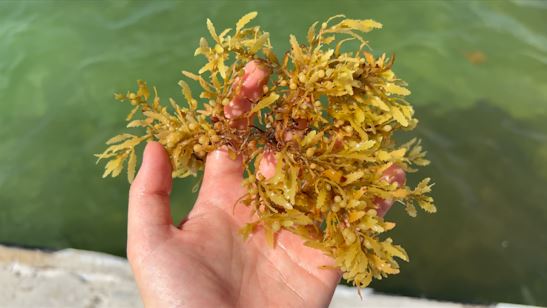 Sargassum - Alge des Jahres 2024 (Bild: © Dr. Miriam Philippi)