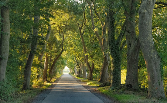3.Platz - Allee des Jahres 2025 - Abendstimmung in einer Eschenallee (Bild: © Magdalena Kreckel-Fröbel)