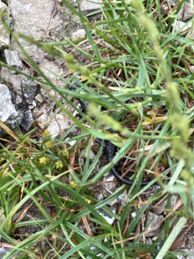 Alpensalamander der sich schnell vor mir versteckte (Bild: © privat Neckermann) Alpensalamander der sich schnell vor mir versteckte (Bild: © privat Neckermann)