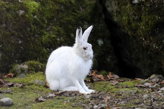 Der in Höhenlagen lebende Alpenschneehase, ist bei uns in Deutschland sehr selten (Bild: © Imagebroker.com / Stefan Huwiler) Der in Höhenlagen lebende Alpenschneehase, ist bei uns in Deutschland sehr selten (Bild: © Imagebroker.com / Stefan Huwiler)
