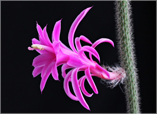 Die Blüte des Peitschenkaktus (Bild: © Sabine Philipp) Die Blüte des Peitschenkaktus (Bild: © Sabine Philipp)