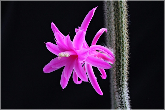 Wunderschöne pinkfarbene Blüten (Bild: © Sabine Philipp) Wunderschöne pinkfarbene Blüten (Bild: © Sabine Philipp)