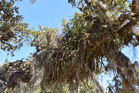 Der Peitschenkaktus in Mexiko (Bild: © Wolfgang Metorn) Der Peitschenkaktus in Mexiko (Bild: © Wolfgang Metorn)