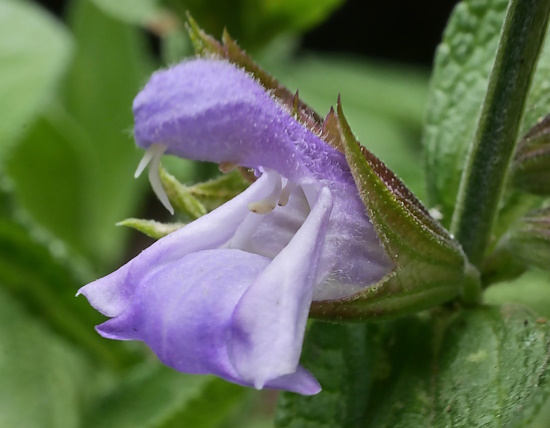 Echter Salbei - Arzneipflanze - Einzelblüte (Bild: © Studienkreis Arzneipflanze)
