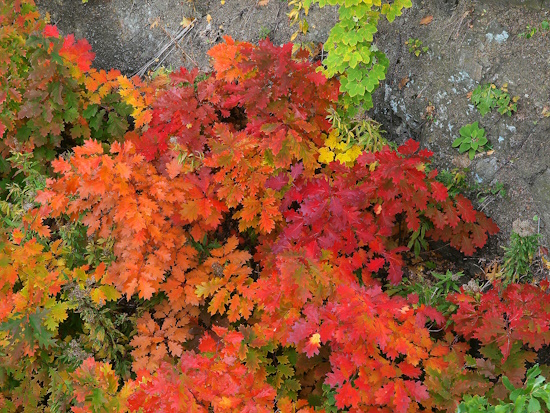 Der Baum des Jahres 2025 - die Rot-Eiche (Bild: © Baum des Jahres - Dr. Silvius Wodarz Stiftung / Andreas Roloff) Der Baum des Jahres 2025 - die Rot-Eiche (Bild: © Baum des Jahres - Dr. Silvius Wodarz Stiftung / Andreas Roloff)