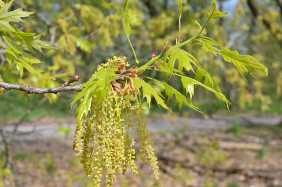 Die Amerikanische Rot-Eiche ist einhäusig - männliche und weibliche Blüten wachsen gemeinsam an einer Pflanze (Bild: © Baum des Jahres - Dr. Silvius Wodarz Stiftung / Andreas Gomolka)