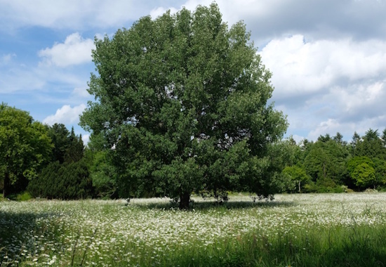 Die Zitterpappel ist der Baum des Jahres 2026 - aufgenommen im botanischen Garten Hamburg (Bild: © Baum des Jahres - Dr. Silvius Wodarz Stiftung) Die Zitterpappel ist der Baum des Jahres 2026 - aufgenommen im botanischen Garten Hamburg (Bild: © Baum des Jahres - Dr. Silvius Wodarz Stiftung)