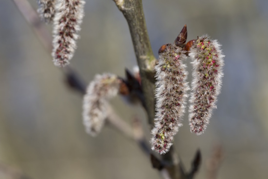 Die Zitterpappel - purpurfarbene Blüten - männliche Kätzchen (Bild: © Naturfoto Frank Hecker) Die Zitterpappel - purpurfarbene Blüten - männliche Kätzchen (Bild: © Naturfoto Frank Hecker)