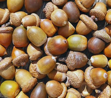 Rot-Eiche - Eicheln - die erst im Verlauf des folgenden Jahres reifen (Bild: © Baum des Jahres - Dr. Silvius Wodarz Stiftung / Hans Jürgen Arndt) Rot-Eiche - Eicheln - die erst im Verlauf des folgenden Jahres reifen (Bild: © Baum des Jahres - Dr. Silvius Wodarz Stiftung / Hans Jürgen Arndt)