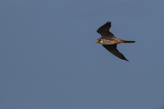 Fliegender Baumfalke - gut zu erkennen ist Bartstreif und die rostroten Unterschwanzdecken (Bild: Gunther Zieger) Fliegender Baumfalke - gut zu erkennen ist Bartstreif und die rostroten Unterschwanzdecken (Bild: Gunther Zieger)
