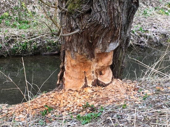 Alte Kopfweide die vom Biber angenagt wurde (Bild: © privat Neckermann)