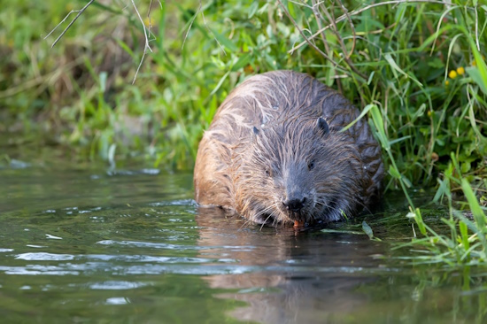 Biber lieben gewässerreiche Landschaften und naturnahe Flussabschnitte (Bild: © Markus Glässel)