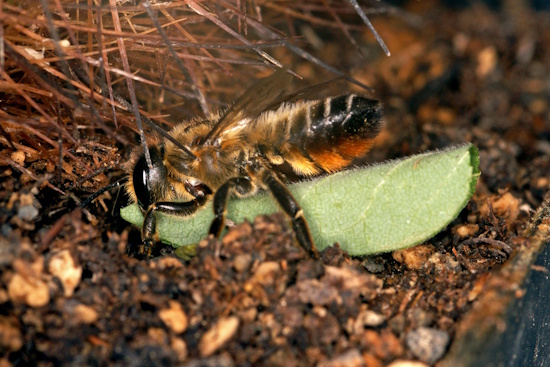 Ein Weibchen der Garten-Blattschneiderbiene trägt ein Blattstück zur Auskleidung der Brutzelle ins Nest (Bild: © Andreas Haselböck)