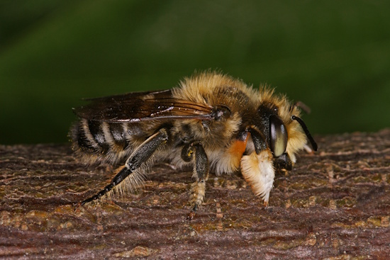 Hier ist ein Männchen zu sehen, auffällig die verbreiterten Vorderbeine (Bild: © Andreas Haselböck)