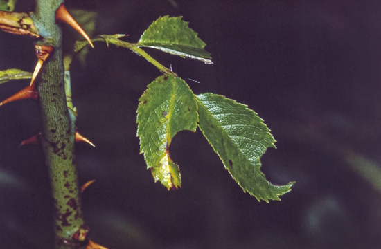 Das "Werk" einer Blattschneiderbiene an Blättern einer Heckenrose (Bild: © Martin Klatt)