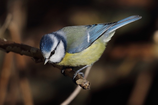 Das leuchtend blaue und gelbe Gefieder ist charakteristisch für die Blaumeise (Bild: © Dirk Schieder)