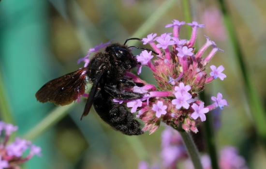 Holzbienen sind beim Besuch von Blüten überhaupt nicht wählerisch (Bild: © Makrowilli) Holzbienen sind beim Besuch von Blüten überhaupt nicht wählerisch (Bild: © Makrowilli)