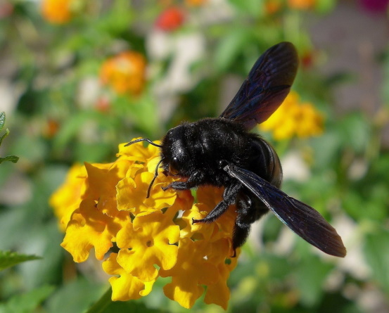 Die Blauschwarze Holzbiene - hier ein Weibchen - Wildbienen sind geschützt (Bild: © Makrowilli) Die Blauschwarze Holzbiene - hier ein Weibchen - Wildbienen sind geschützt (Bild: © Makrowilli)