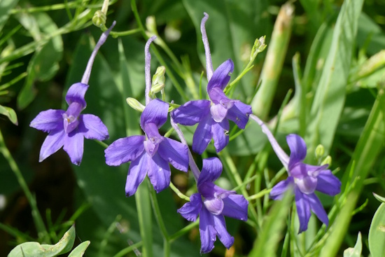 Der Feldrittersporn ist die Blume des Jahres 2026 (Bild: © S.Schneider)