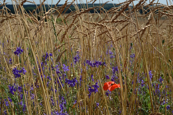 Früher weit verbreitet in Getreidefeldern anzutreffen - heute durch Herbizide zurückgedrängt (Bild: © Frank Gottwald)