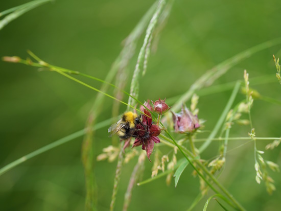 Hummeln und weitere Wildbienenarten finden an den Blüten der Blume des Jahres 2025 Nektar und Pollen (Bild: © Loki Schmidt Stiftung / Cyrille Claudel) Hummeln und weitere Wildbienenarten finden an den Blüten der Blume des Jahres 2025 Nektar und Pollen (Bild: © Loki Schmidt Stiftung / Cyrille Claudel)