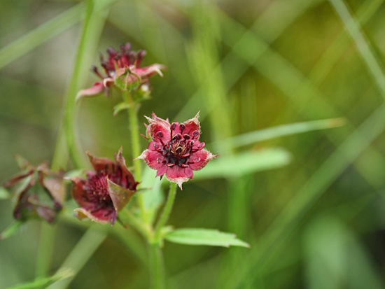 Als Blume des Jahres 2025 ist das Sumpf-Blutauge Botschafterin für den Arten- und Klimaschutz (Bild: © Loki Schmidt Stiftung / Cyrille Claudel) Als Blume des Jahres 2025 ist das Sumpf-Blutauge Botschafterin für den Arten- und Klimaschutz (Bild: © Loki Schmidt Stiftung / Cyrille Claudel)