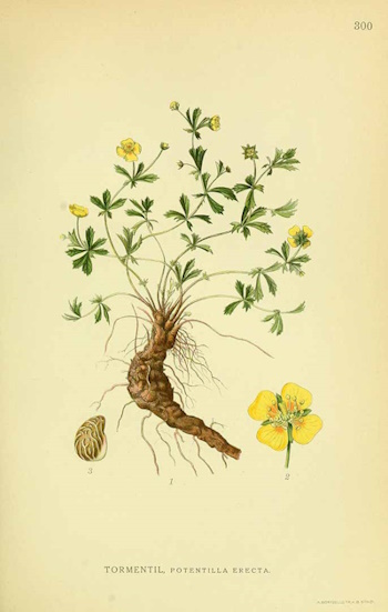 Blutwurz - Potentilla erecta - (Illustration Lindman 1922)