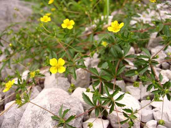 Die Blutwurz mit den gelben Blüten in der Blütezeit von Mai bis Oktober (Bild: © Arzneipflanze des Jahres 2024)