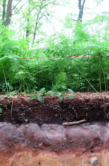 Rohhumus auf Podsol-Pseudogley (Bild: © Thilo Simon, Geologischer Dienst NRW)