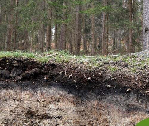 Die Waldbodenfamilie ist wichtig für unser Klima (Aufnahme: © Kuratorium Boden des Jahres)