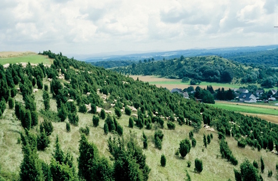 Boden des Jahres - Alendorf - Wacholderhang (Aufnahme: "Kuratorium Boden des Jahres")