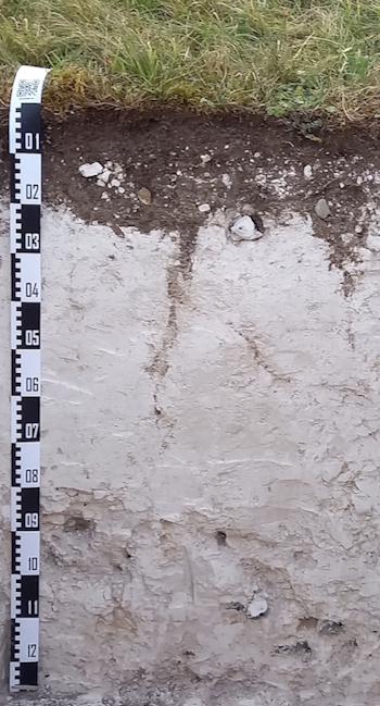 Lockerrendzina - Jasmund auf Rügen (Aufnahme: © "Kuratorium Boden des Jahres")