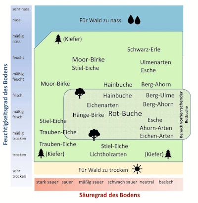 Ökogramm - Waldboden (Schaubild: Thünen Institut für Waldökosysteme, Eberswalde)