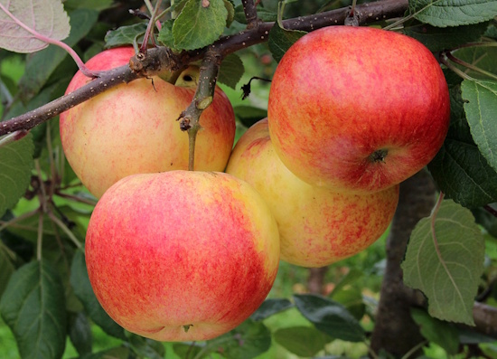 Der Böblinger Straßenapfel ist die Streuobstsorte des Jahres 2025 (Bild: © KOB Bavendorf, Sortenerhaltungszentrale)