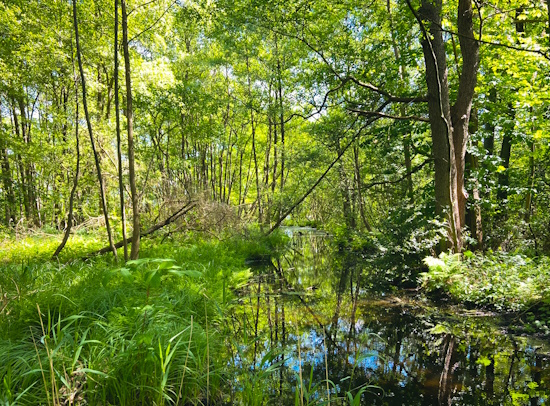 Rund um den Crivitzer See und den Amtsbach (Bild: © Katja Feist) Rund um den Crivitzer See und den Amtsbach (Bild: © Katja Feist)