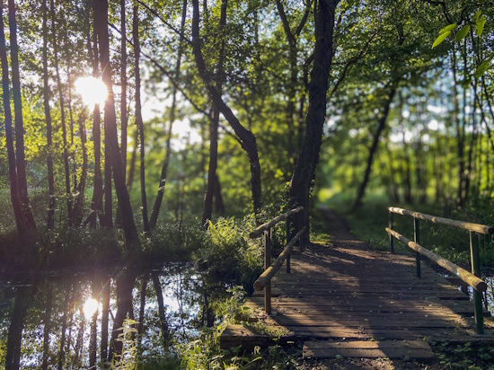 Frühsommer am Crivitzer See lädt zu Spaziergängen und Wanderungen ein (Bild: © Katja Feist) Frühsommer am Crivitzer See lädt zu Spaziergängen und Wanderungen ein (Bild: © Katja Feist)
