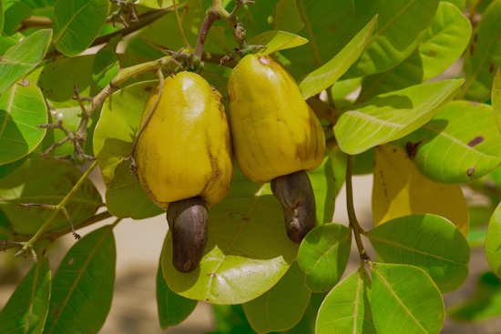 Der Cashewbaum ist die Giftpflanze des Jahres 2025 (Bild: © Helge Masch)