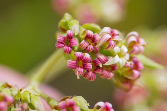 Cashewblüte - die gemischten Blütenstände können eine Länge von bis zu 20 - 25 cm erreichen (Bild: © Helge Masch)