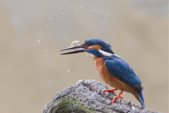 Ein Eisvogel-Männchen hatte Jagdglück (Bild: Gunther Zieger)