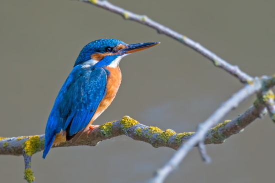 Eisvogel-Weibchen an ihrem Ansitzast (Bild: Gunther Zieger)