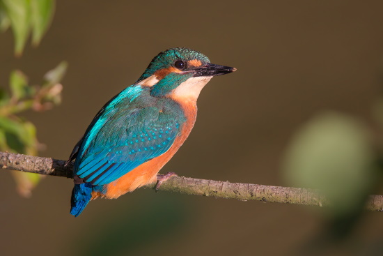 Eisvogel-Männchen auf seinem Ansitz (Bild: Gunther Zieger)