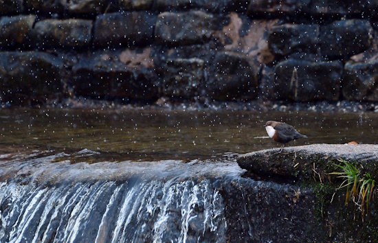 Auch die Wasseramsel hat einen Lebensraum an der Murg gefunden (Bild: © Guido de Kleijn)