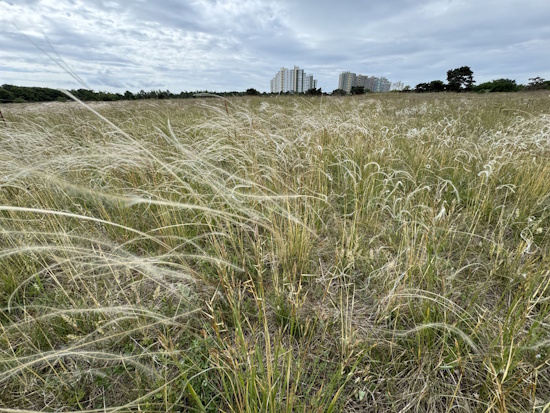 Federgras-Steppe mit Echtem Federgras, bei Mainz (Bild: © T.Becker)