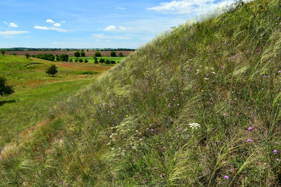 Federgras-Steppe mit Haar-Pfriemengras an den Oderhängen in Brandenburg (Bild: © T.Fartmann)