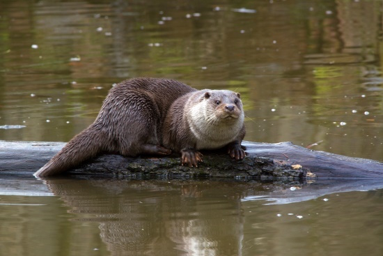 Der Fischotter gehört zu den gefährdeten Säugetieren (Bild: © Gunther Zieger)