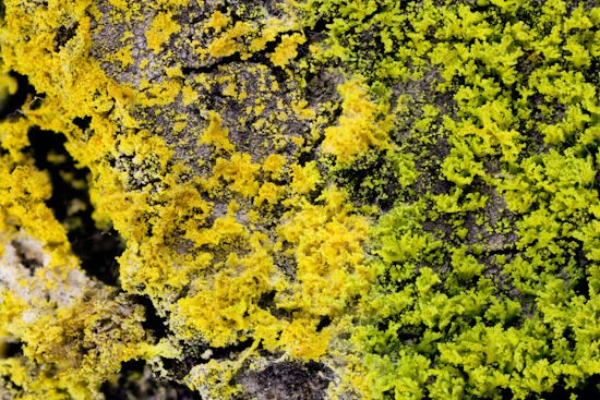 Rasen von Candelaria pacifica, der von einem Pilz angegriffen wird (Bild: © Norbert Stapper)