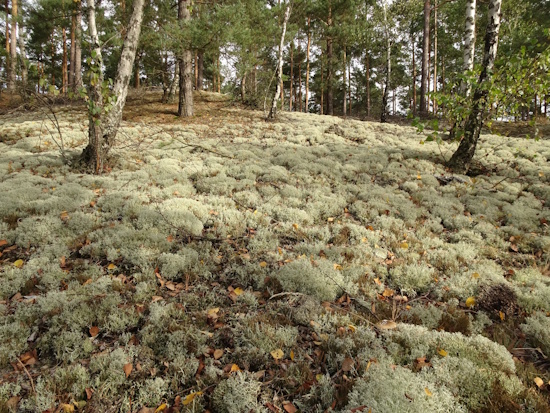 Fichten-Kiefernwald mit Stern-Rentierflechte - Brandenburg (Bild: © W. von Brackel) Fichten-Kiefernwald mit Stern-Rentierflechte - Brandenburg (Bild: © W. von Brackel)