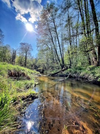 Oberlauf der Stepenitz - sauberes Wasser - Refugium für viele Fischarten (Bild: © Fario e.V.)